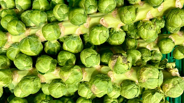 Brussels sprouts on stalk