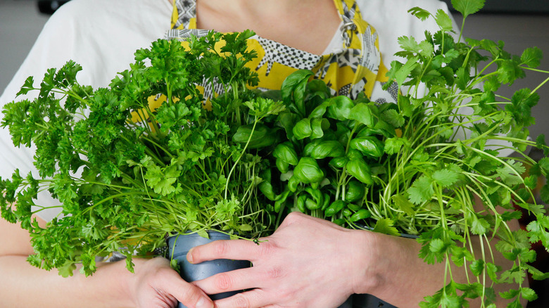 A woman is holding live herbs in pots.