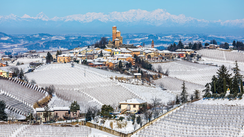 Snowy vineyards with mountains