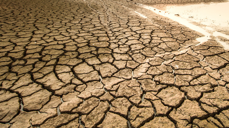 Dry cracked earth