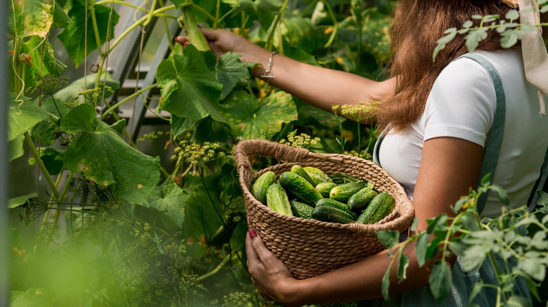 Person picking cucumbers