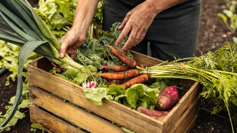 Chef packing vegetables from garden