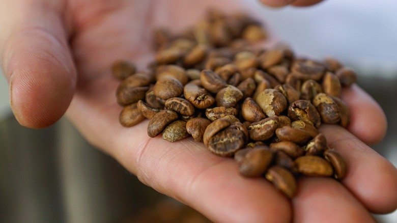 Hand holding coffee beans