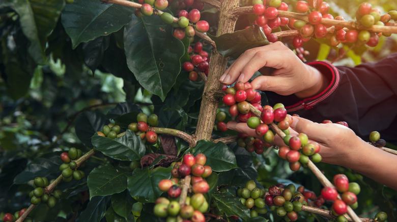 Hand harvesting coffee