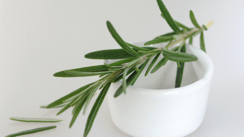 Rosemary sprig on porcelain dish