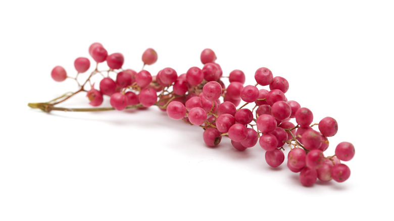 Vine of pink peppercorns