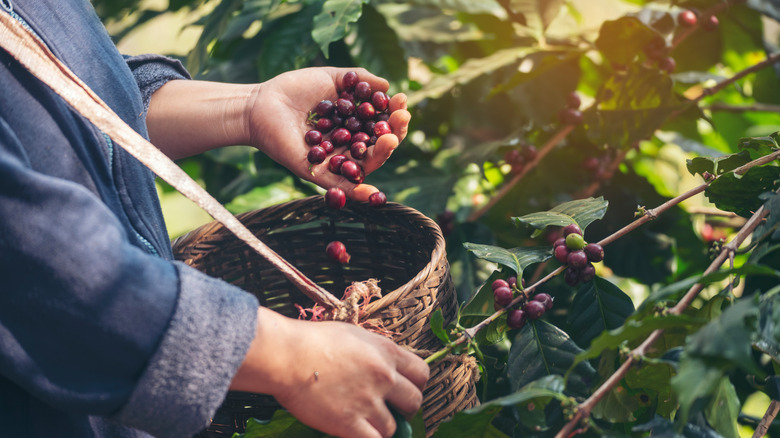 Harvesting coffee berries basket