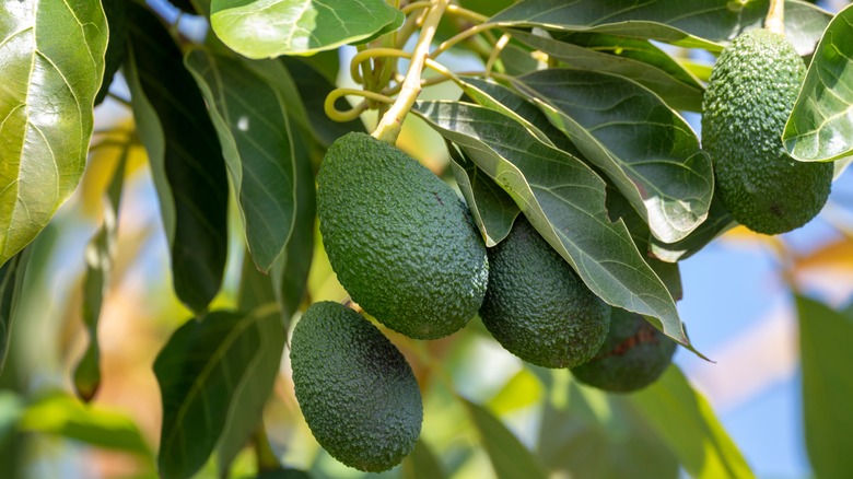 Avocados on the tree