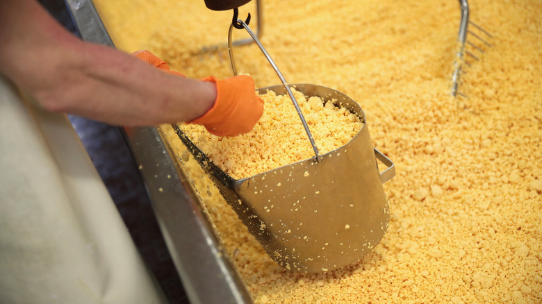 Bucket of cheddar cheese curds