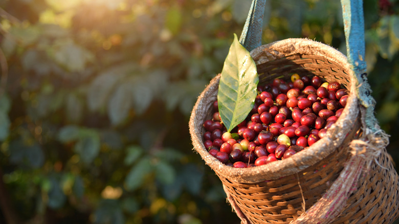 Red Arabica coffee beans in a wicker gardening basket