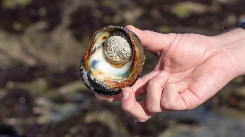 person holding giant periwinkle snail