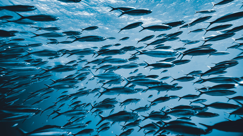 school of fish swimming in ocean