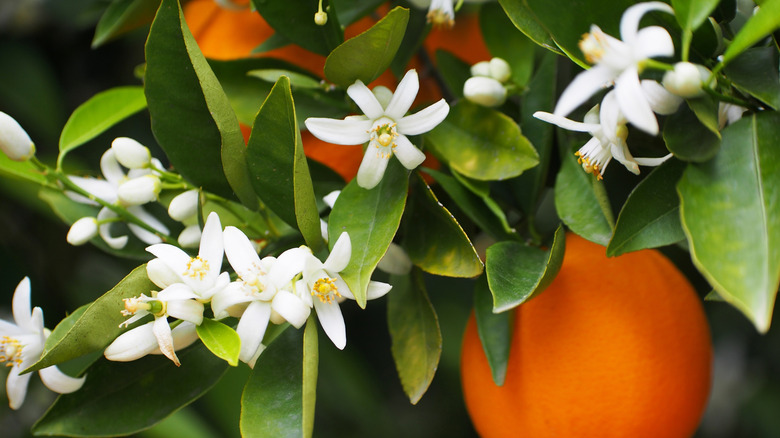 Orange blossoms with orange in tree