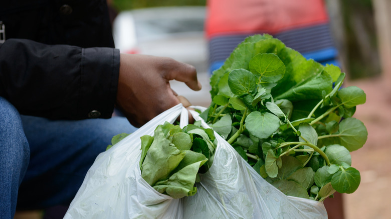 lettuce in plastic shopping bag