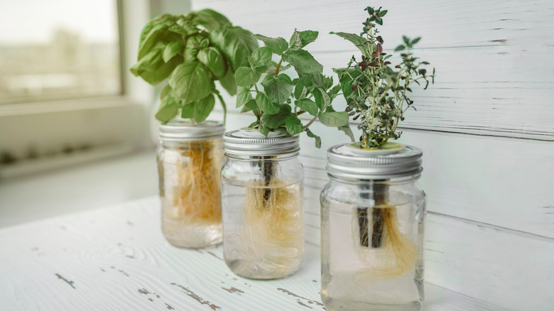 herbs in water-filled mason jars