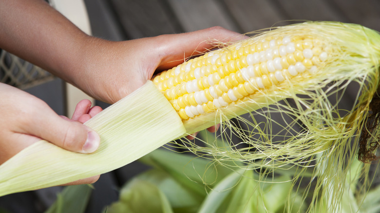 Shucking corn by hand