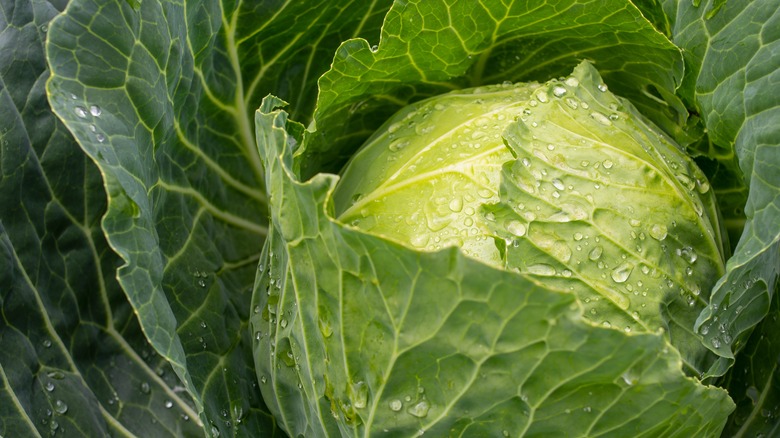 Outer cabbage leaves