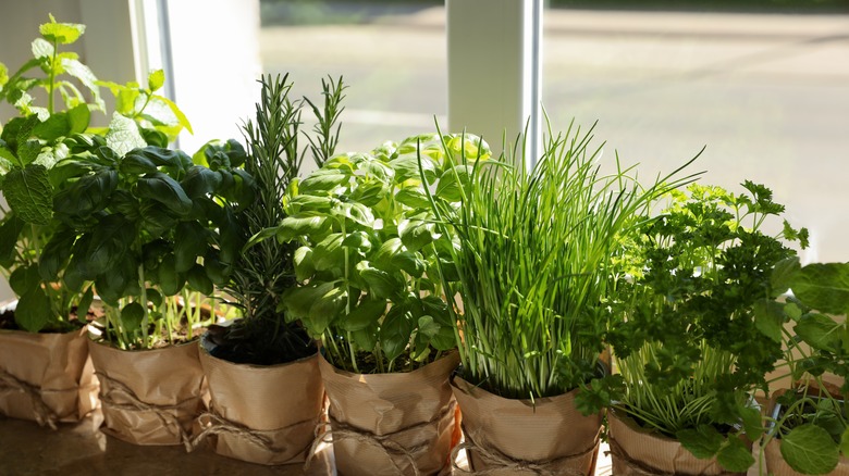 Herbs growing in containers