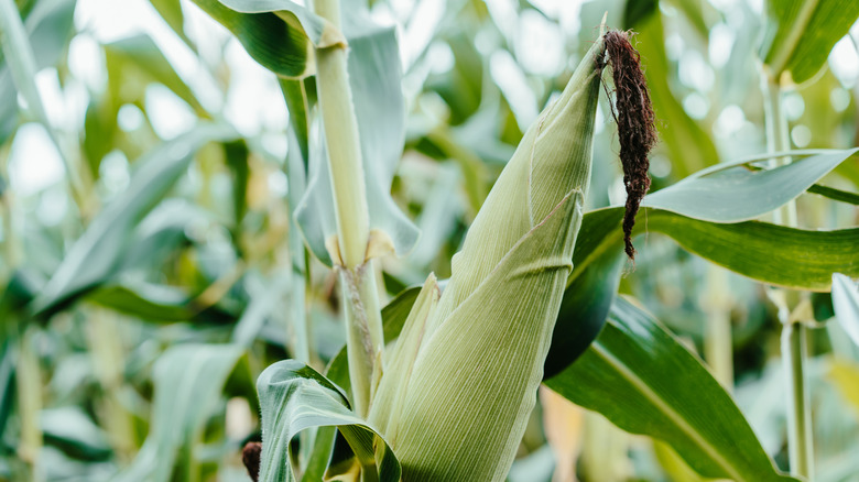 Corn in husk on farm