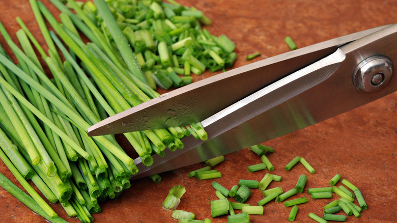 cutting chives with kitchen shears