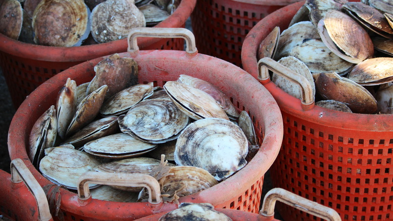 Buckets of fresh scallops