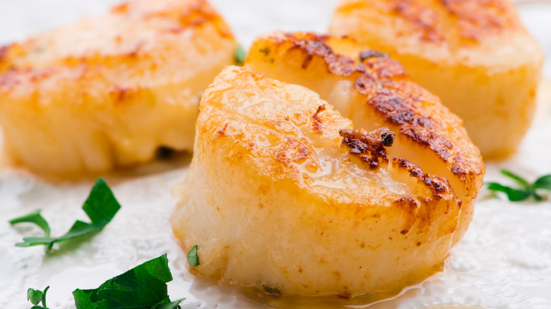 close-up of seared scallops