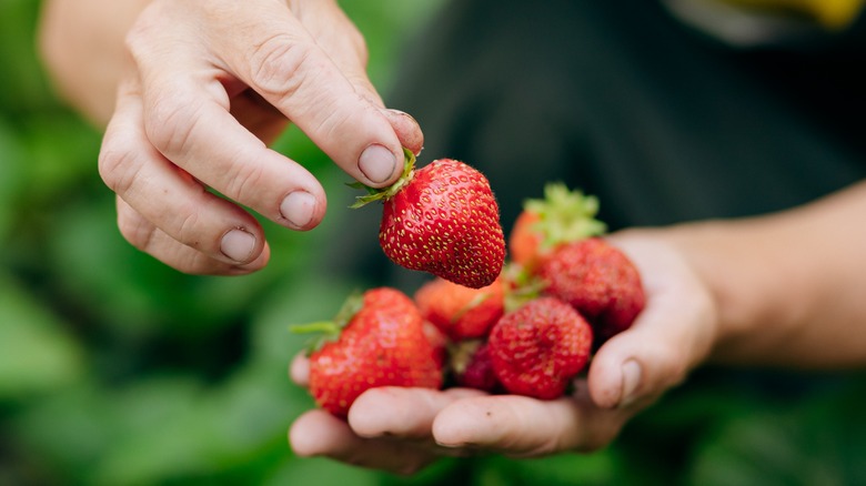 Hand holding strawberry