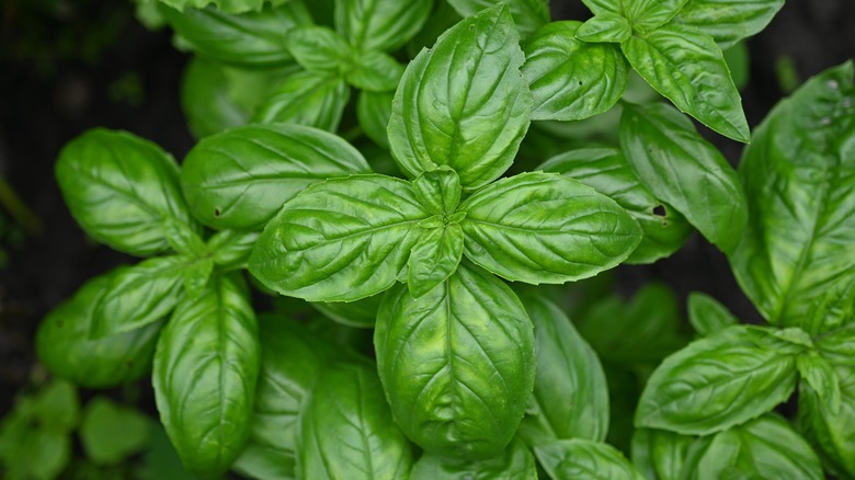 Fresh basil leaves