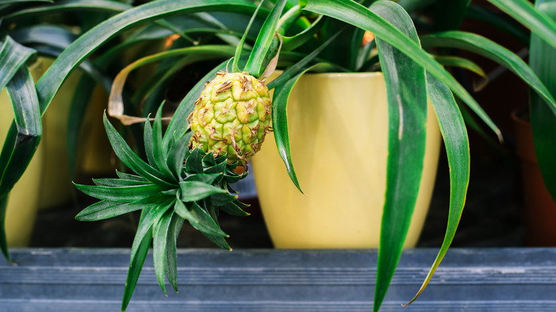 Potted pineapple plant