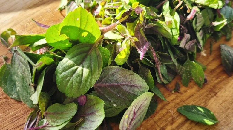 African blue basil