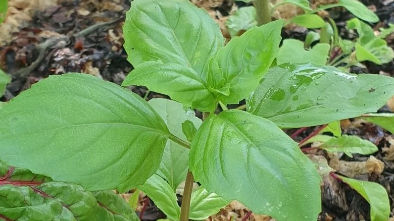 Cinnamon basil