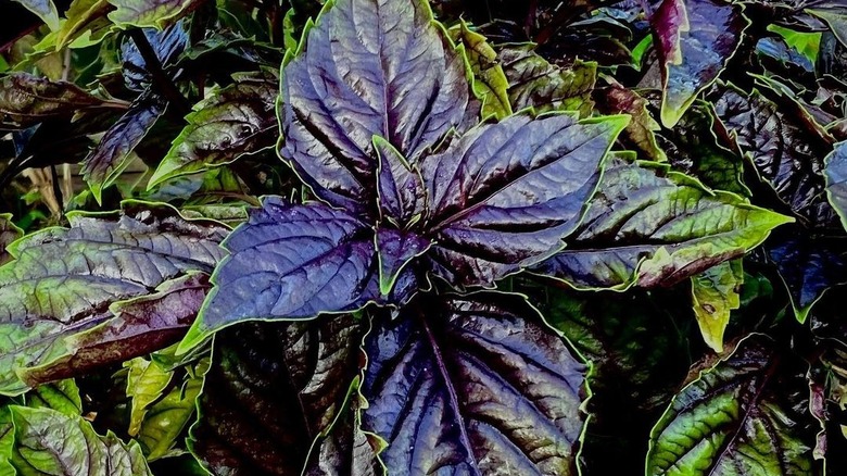 Dark opal basil