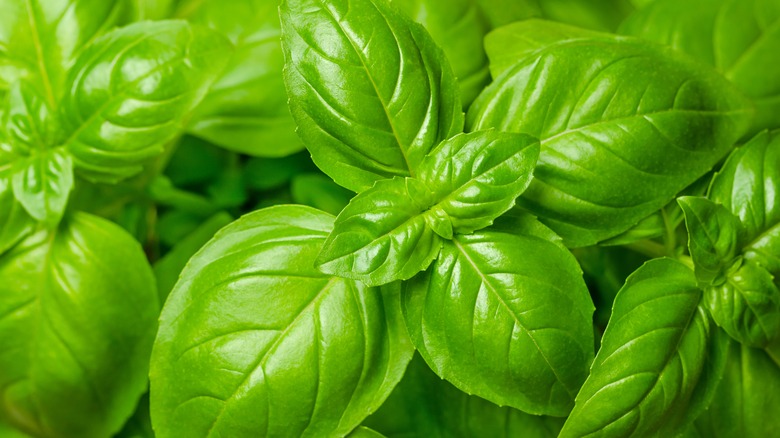 Genovese basil