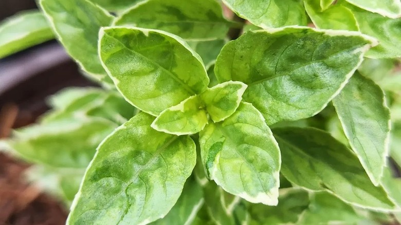 Pesto perpetuo basil