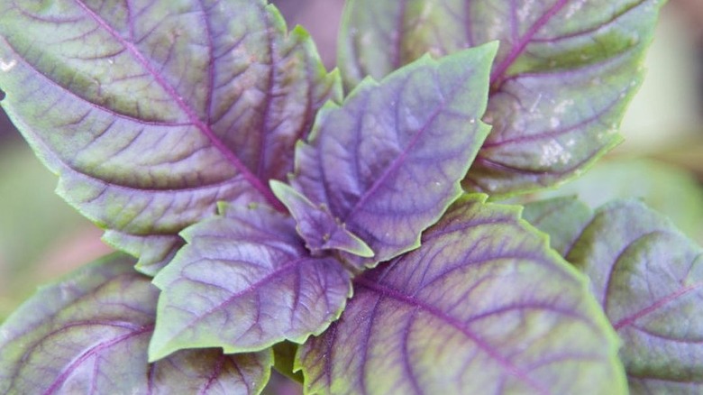 Purple ruffles basil