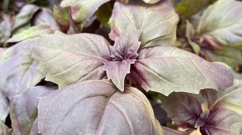 Red rubin basil