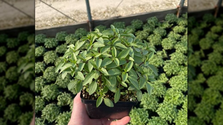 Spicy globe basil