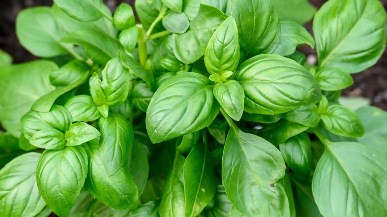 Sweet basil