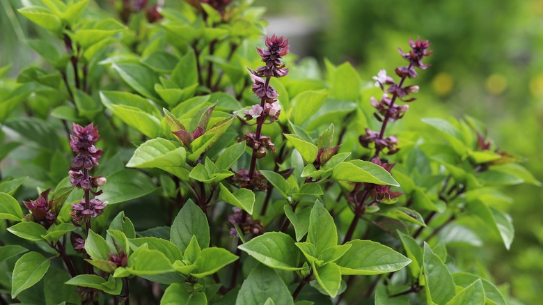 Thai basil