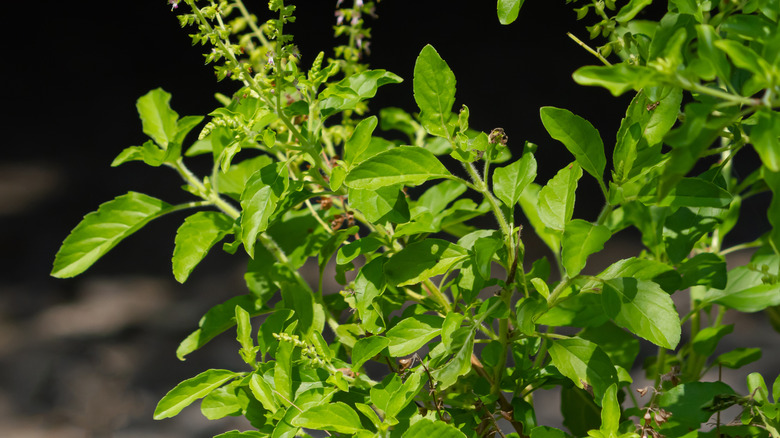 Tulsi basil