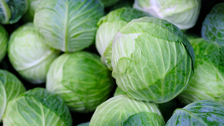 group of green leaf cabbage