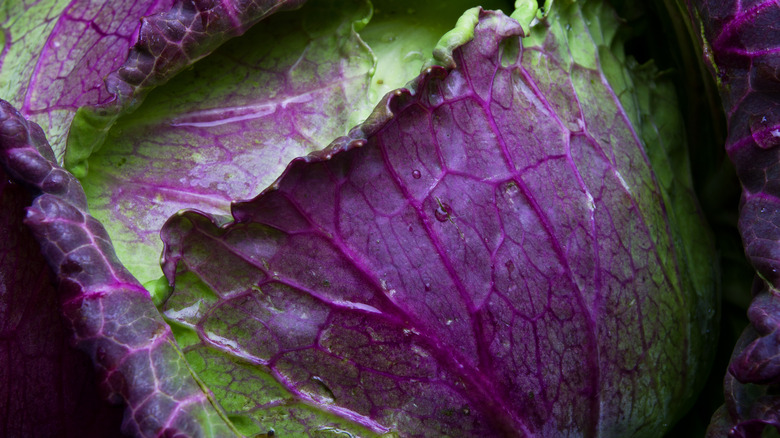 January king purple green cabbage leaves