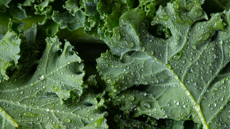 leaves of dark green kale 