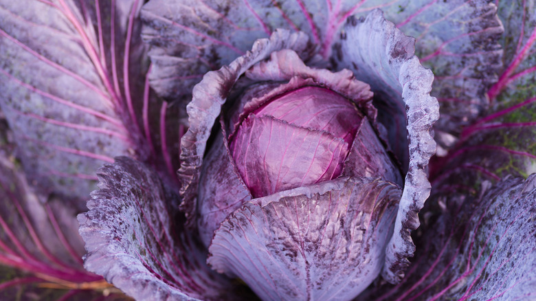 mammoth red rock cabbage vegetable bulb