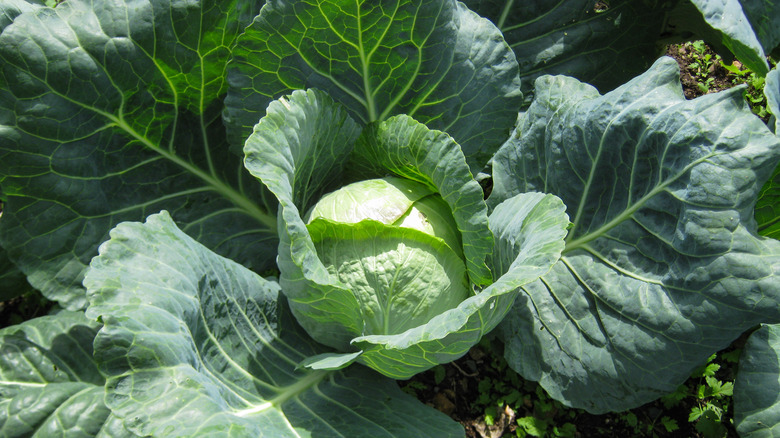 parel green cabbage in garden