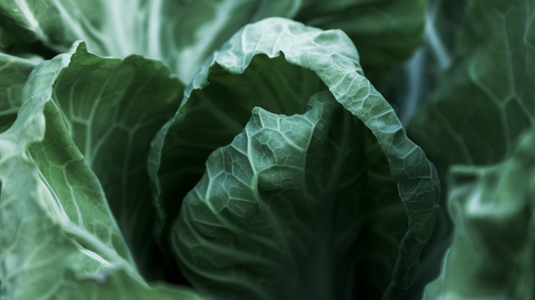 close up of Portuguese cabbage leaf 