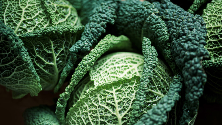 crinkled leaves of savoy green cabbage