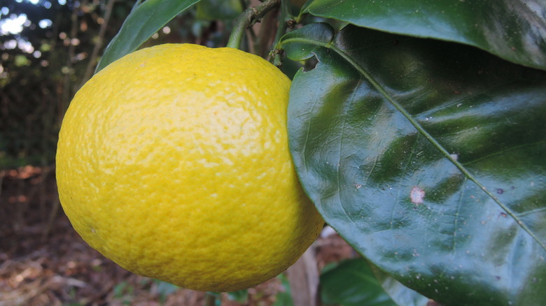 Marsh grapefruit on tree