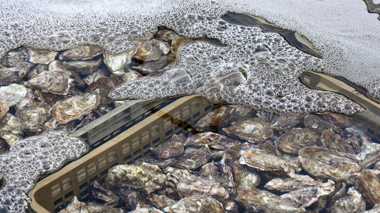 Atlantic oyster harvest