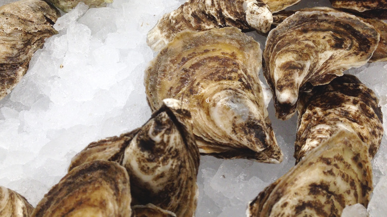 Beausoleil oysters for sale